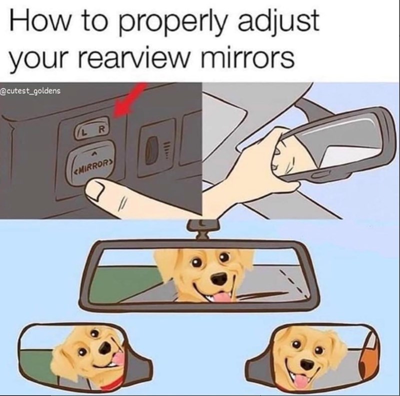 How to properly adjust your rearview mirrors @cutest_goldens R MIRRORS