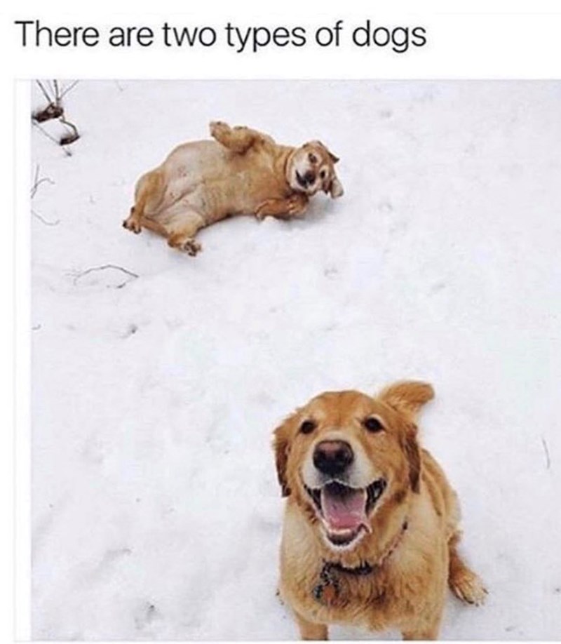 There are two types of dogs