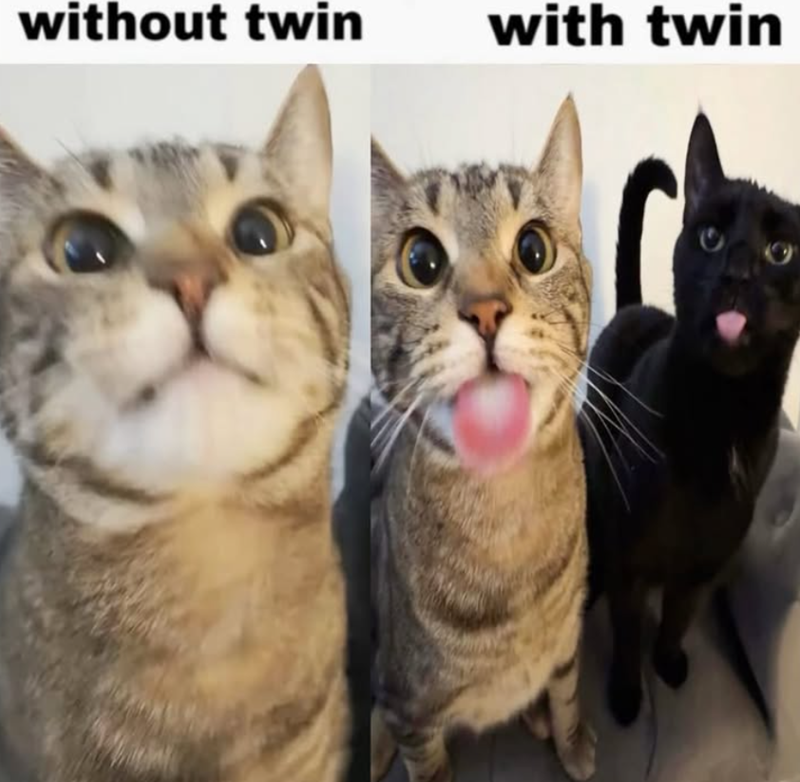 without twin with twin