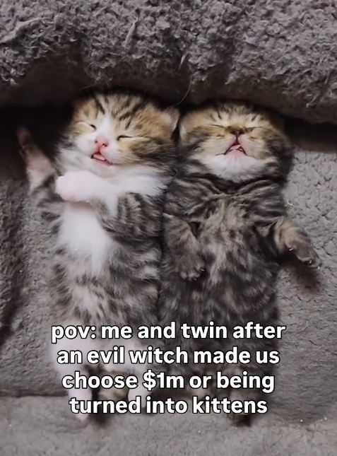 pov: me and twin after an evil witch made us choose $1m or being turned into kittens