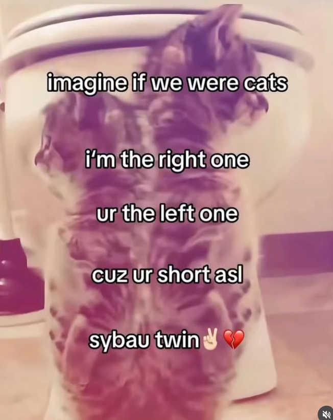 imagine if we were cats i'm the right one ur the left one cuz ur short asl sybau twin E