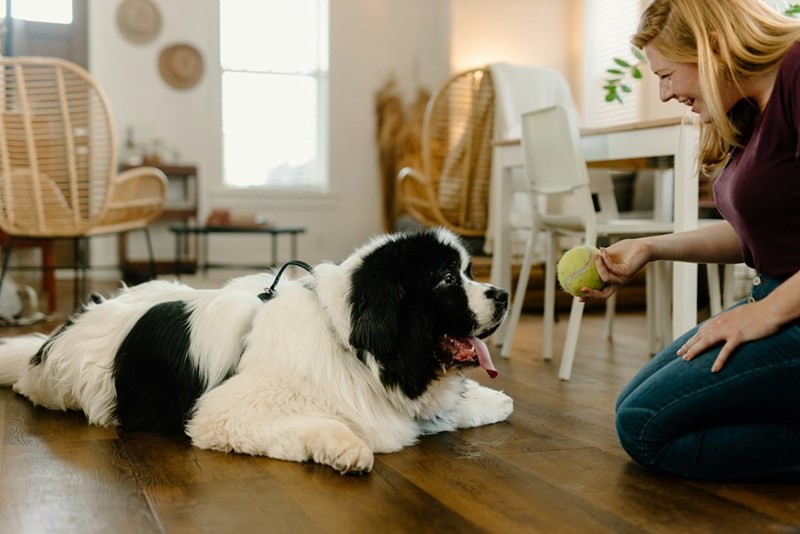 Woman playing with a large black-and-white dog inside a cozy living room.