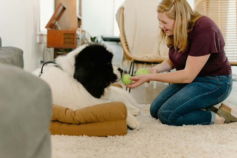 Pet owner interacting with a large dog during indoor playtime at home.