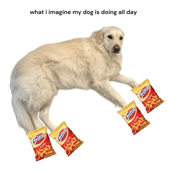 Fritos Fritos what i imagine my dog is doing all day Fritos fritos
