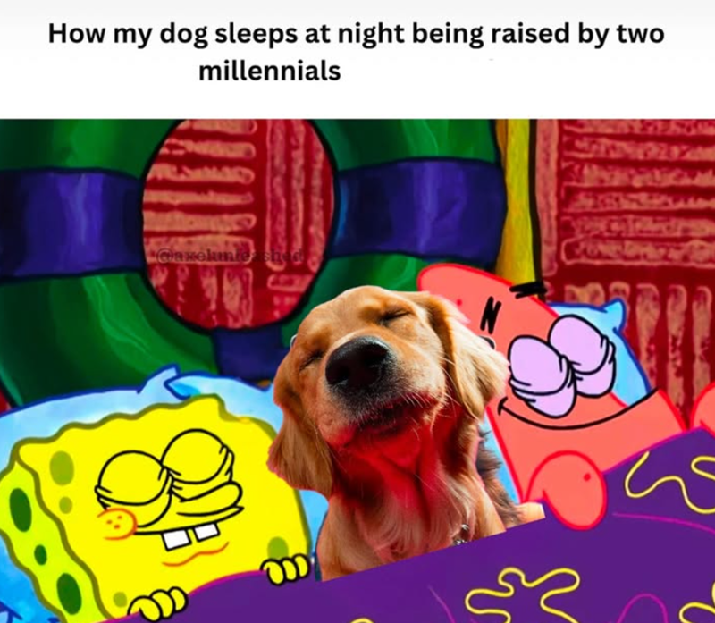 How my dog sleeps at night being raised by two millennials Glaselunde shed m صح