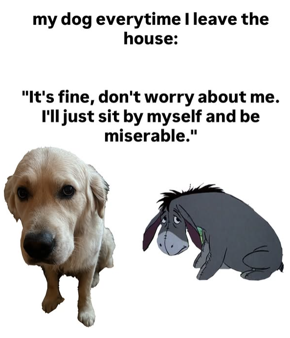 my dog everytime I leave the house: "It's fine, don't worry about me. I'll just sit by myself and be miserable."