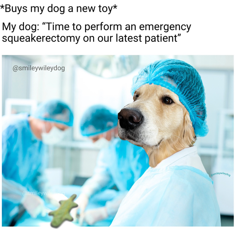 *Buys my dog a new toy* My dog: "Time to perform an emergency squeakerectomy on our latest patient" @smileywileydog @smileywileydog @smileywileyden