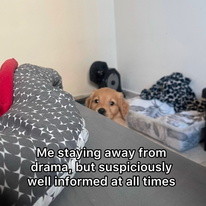 Me staying away from drama, but suspiciously well informed at all times