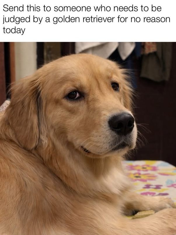 Send this to someone who needs to be judged by a golden retriever for no reason today