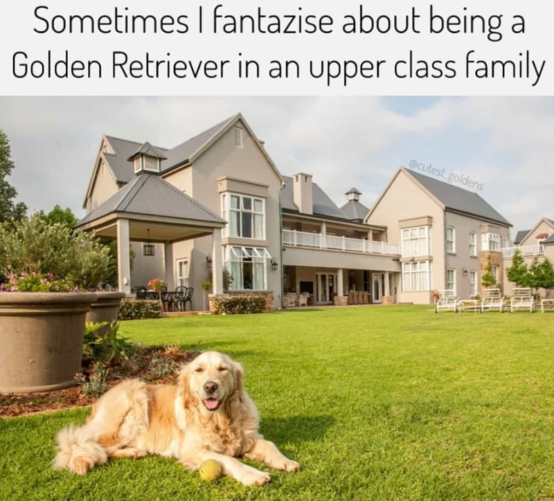 Sometimes I fantazise about being a Golden Retriever in an upper class family @cutest goldens