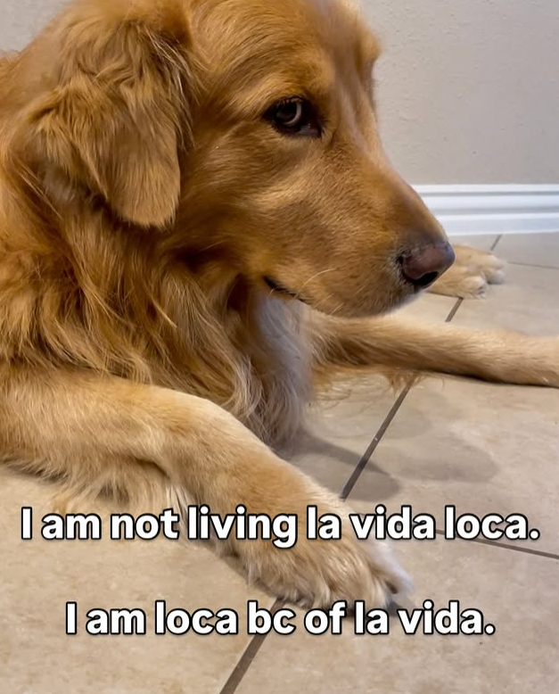 I am not living la vida loca. I am loca bc of la vida.