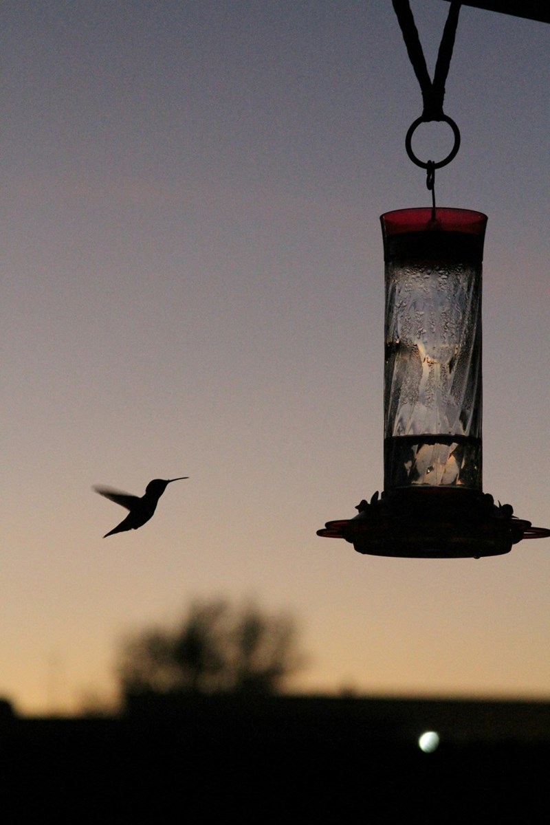 A hummingbird flies towards a hummingbird feeder hanging from a porch at dusk