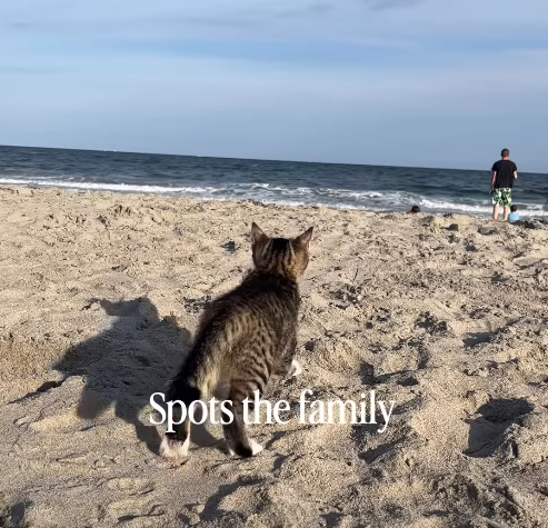 Spots the family