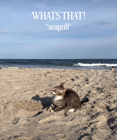 WHATS THAT! *seagull*