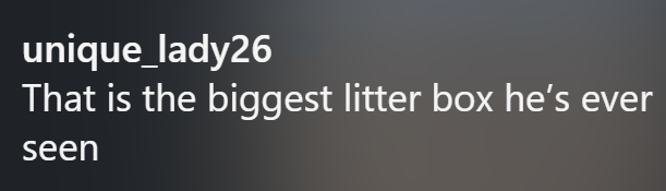 unique_lady26 That is the biggest litter box he's ever seen