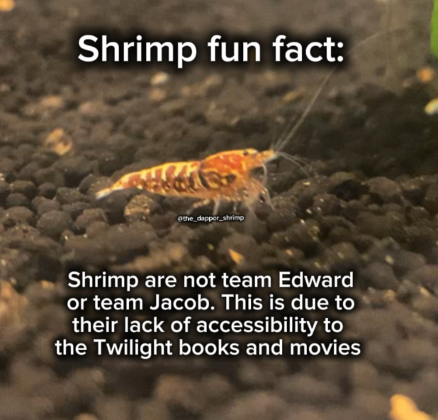 Shrimp fun fact: @the_dapper_shrimp Shrimp are not team Edward or team Jacob. This is due to their lack of accessibility to the Twilight books and movies