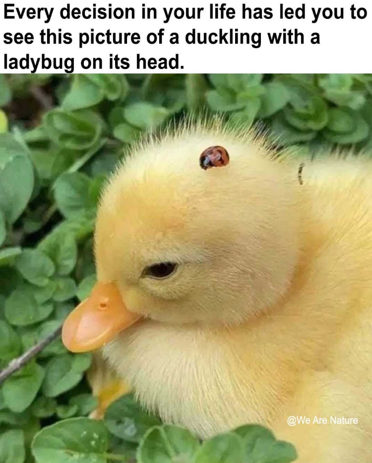 Every decision in your life has led you to see this picture of a duckling with a ladybug on its head. @We Are Nature