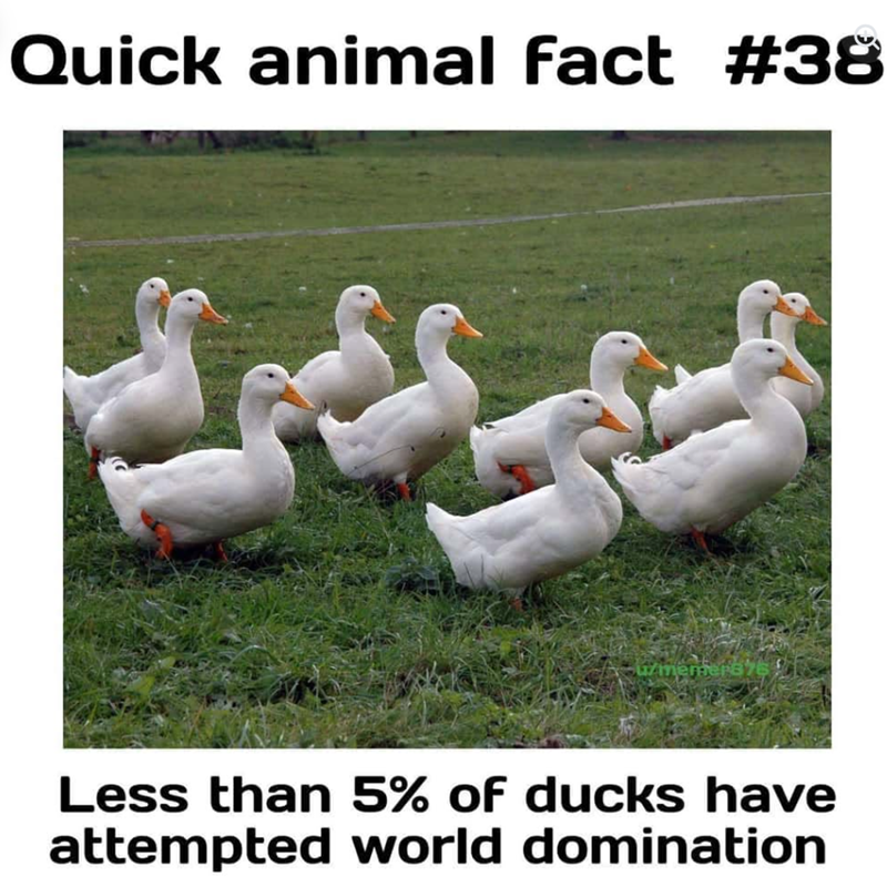 Quick animal fact #38 uzmemers76 Less than 5% of ducks have attempted world domination
