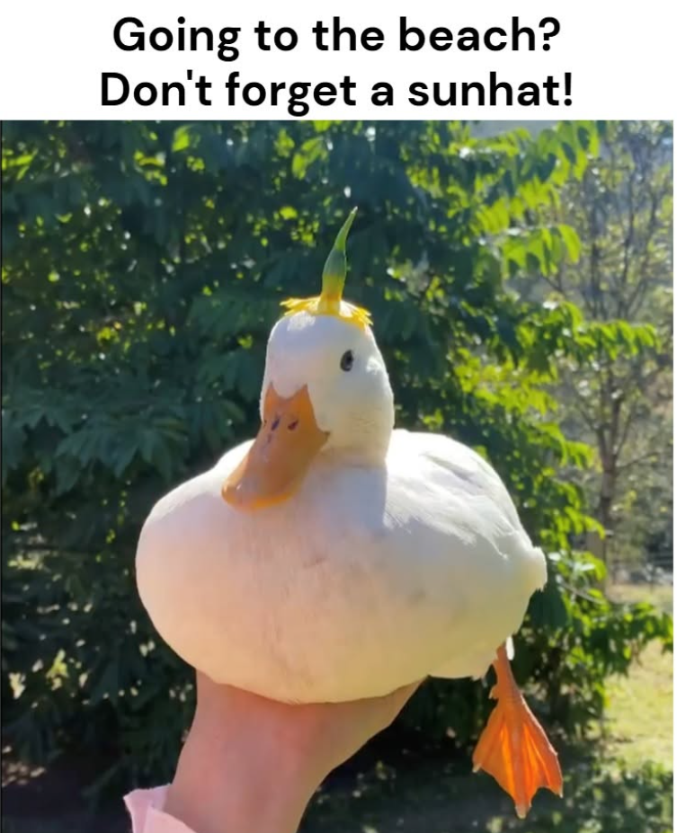 Going to the beach? Don't forget a sunhat!