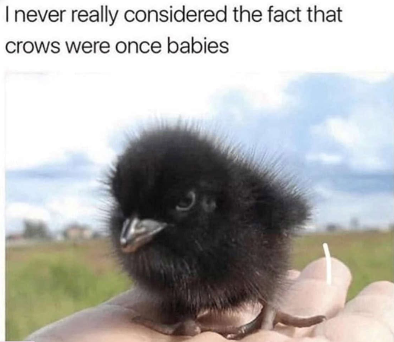 I never really considered the fact that crows were once babies