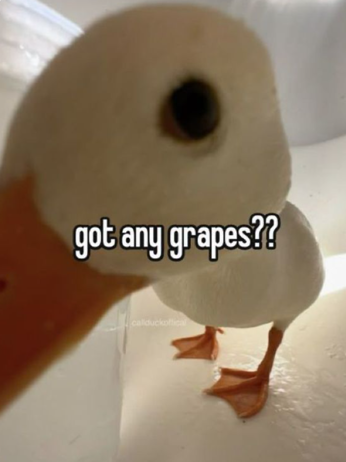 got any grapes?? callduckoffical