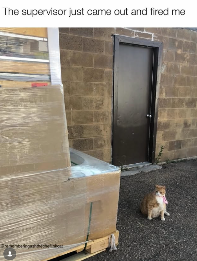 The supervisor just came out and fired me @rememberingashthecheflinkcat