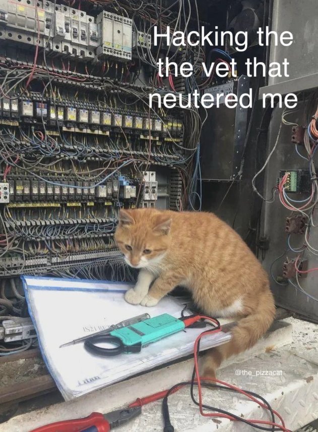 ההחממות IS21 BE Hacking the the vet that neutered me @the_pizzacat