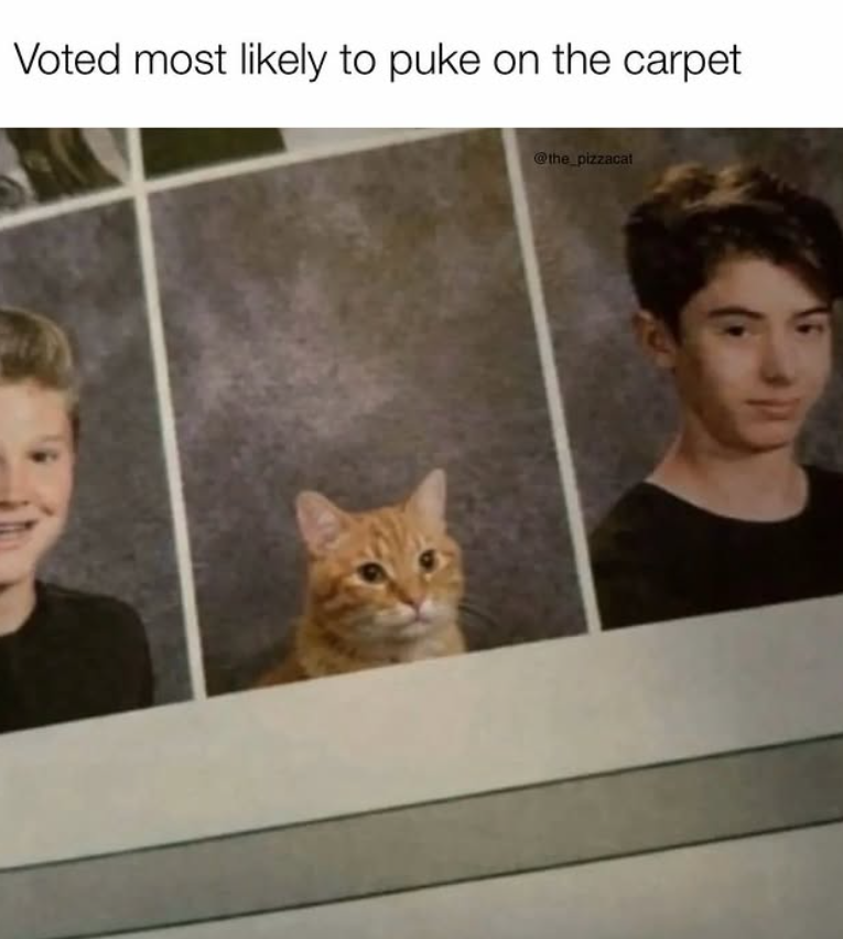 Voted most likely to puke on the carpet @the_pizzacat