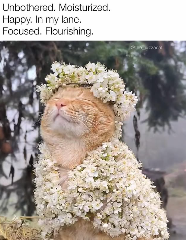 Unbothered. Moisturized. Happy. In my lane. Focused. Flourishing. @the_pizzacat