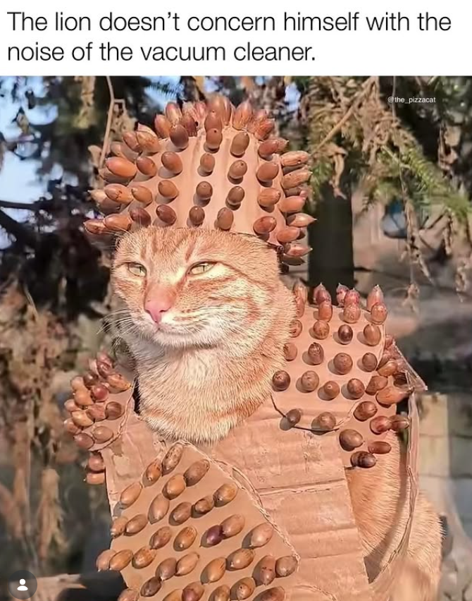 The lion doesn't concern himself with the noise of the vacuum cleaner. the pizzacat