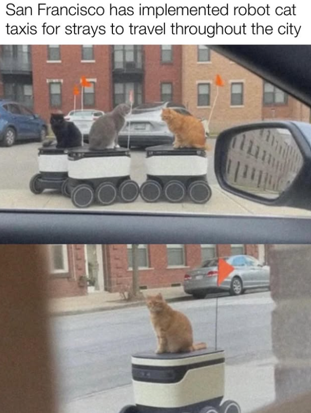 San Francisco has implemented robot cat taxis for strays to travel throughout the city (ใน