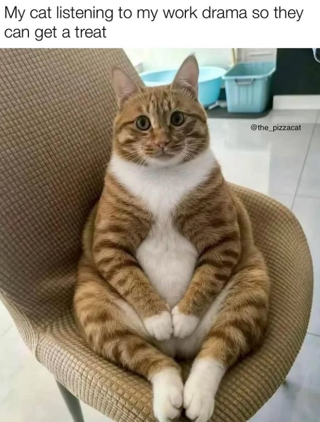 My cat listening to my work drama so they can get a treat @the_pizzacat