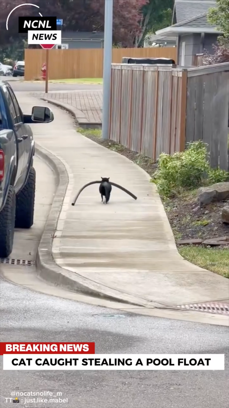 NCNL NEWS 111 BREAKING NEWS CAT CAUGHT STEALING A POOL FLOAT @nocatsnolife_m TT just.like.mabel