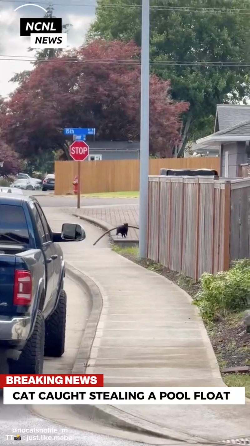 NCNL NEWS 15th STOP BREAKING NEWS CAT CAUGHT STEALING A POOL FLOAT @nocatsnolife m TT just.like.mabel