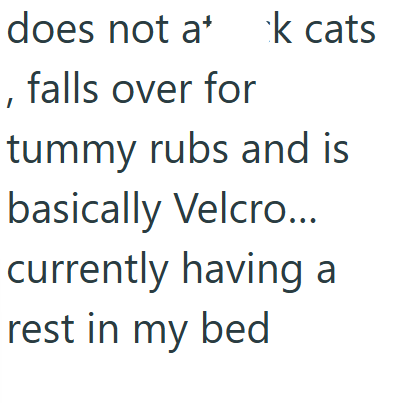 does not a* k cats , falls over for tummy rubs and is basically Velcro... currently having a rest in my bed