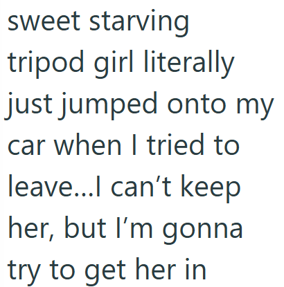 sweet starving tripod girl literally just jumped onto my car when I tried to leave...I can't keep her, but I'm gonna try to get her in