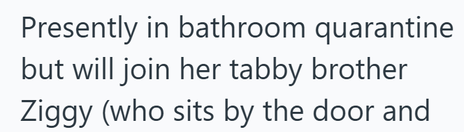 Presently in bathroom quarantine but will join her tabby brother Ziggy (who sits by the door and