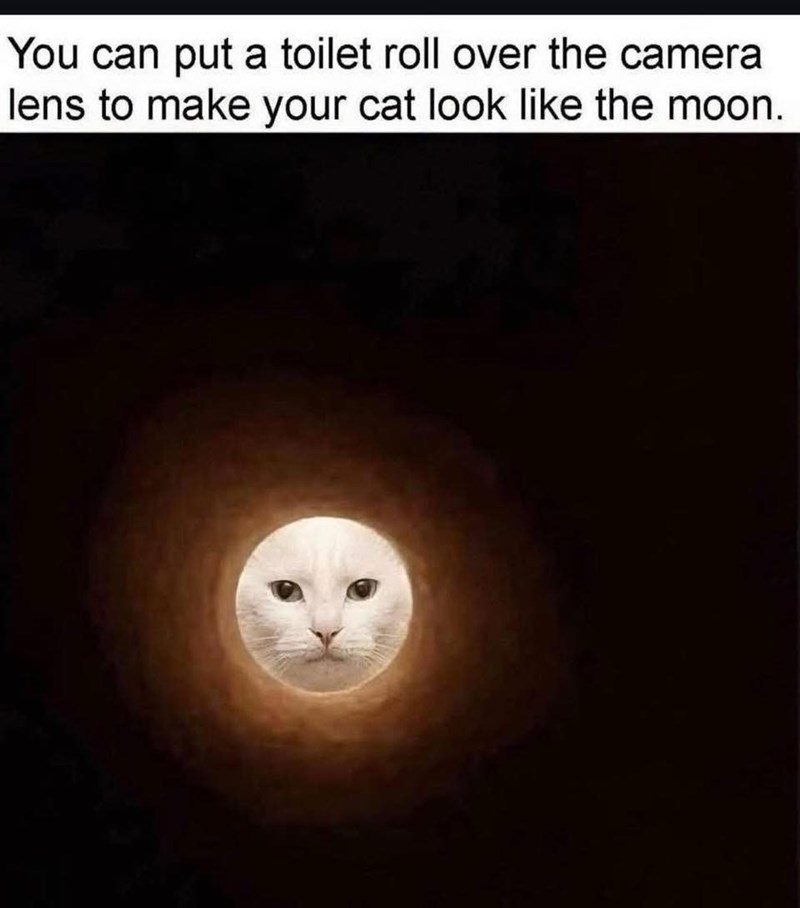 You can put a toilet roll over the camera lens to make your cat look like the moon.