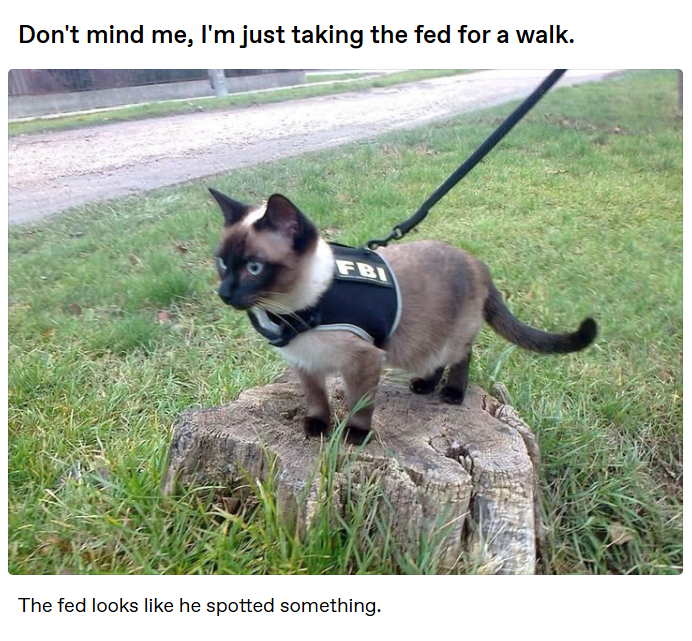 Don't mind me, I'm just taking the fed for a walk. FBI The fed looks like he spotted something.