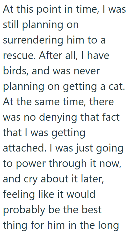 At this point in time, I was still planning on surrendering him to a rescue. After all, I have birds, and was never planning on getting a cat. At the same time, there was no denying that fact that I was getting attached. I was just going to power through it now, and cry about it later, feeling like it would probably be the best thing for him in the long