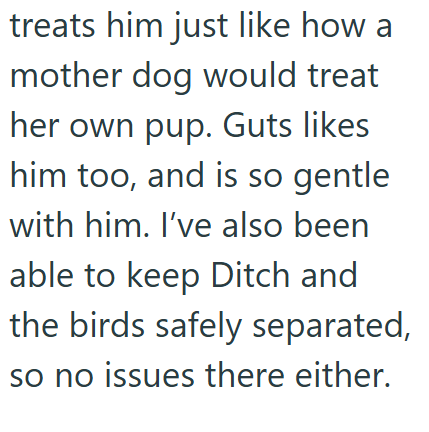 treats him just like how a mother dog would treat her own pup. Guts likes him too, and is so gentle with him. I've also been able to keep Ditch and the birds safely separated, so no issues there either.