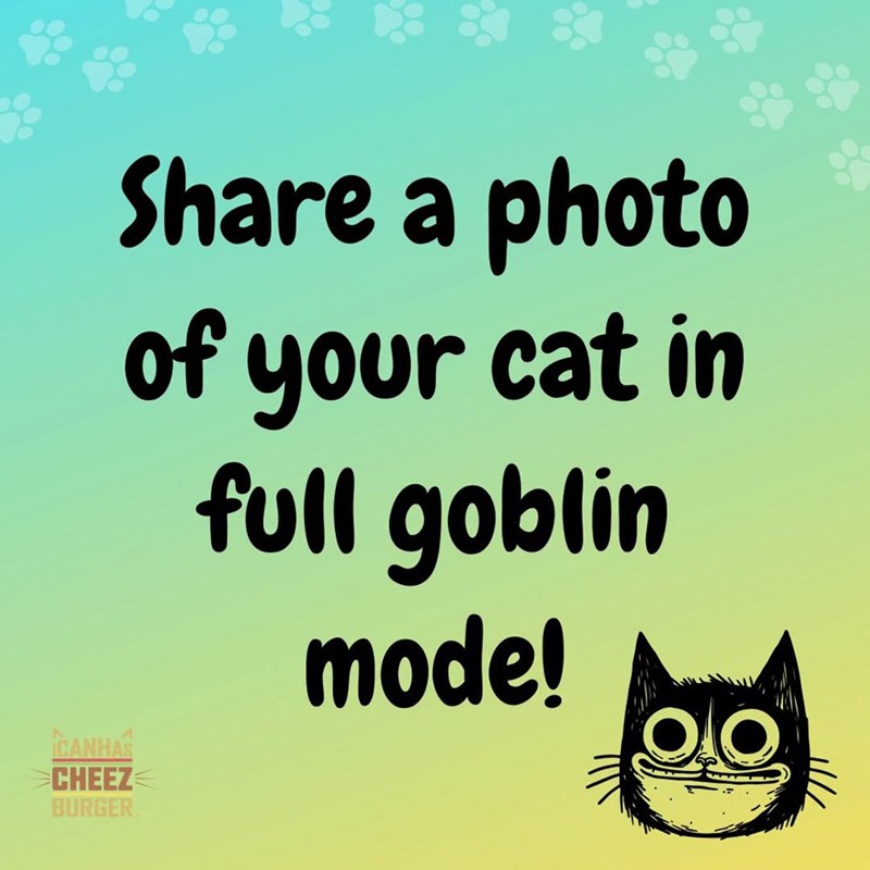 CANHAS CHEEZ BURGER Share a photo of your cat in full goblin mode!