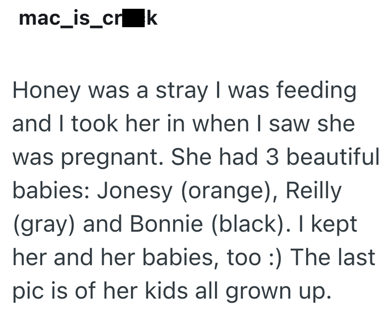 mac_is_cr k Honey was a stray I was feeding and I took her in when I saw she was pregnant. She had 3 beautiful babies: Jonesy (orange), Reilly (gray) and Bonnie (black). I kept her and her babies, too :) The last pic is of her kids all grown up.