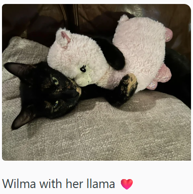 Wilma with her llama