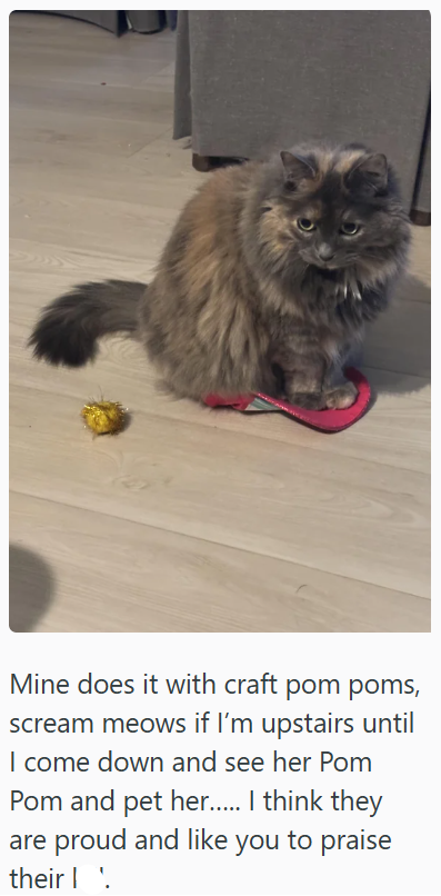 Mine does it with craft pom poms, scream meows if I'm upstairs until I come down and see her Pom Pom and pet her...... I think they are proud and like you to praise their '.