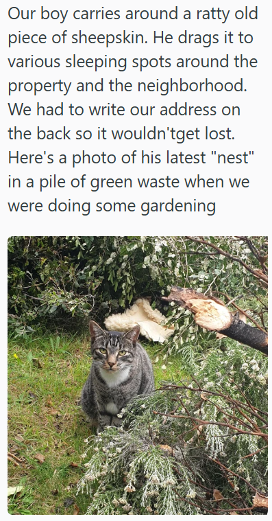 Our boy carries around a ratty old piece of sheepskin. He drags it to various sleeping spots around the property and the neighborhood. We had to write our address on the back so it wouldn'tget lost. Here's a photo of his latest "nest" in a pile of green waste when we were doing some gardening