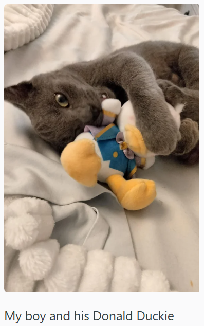 My boy and his Donald Duckie