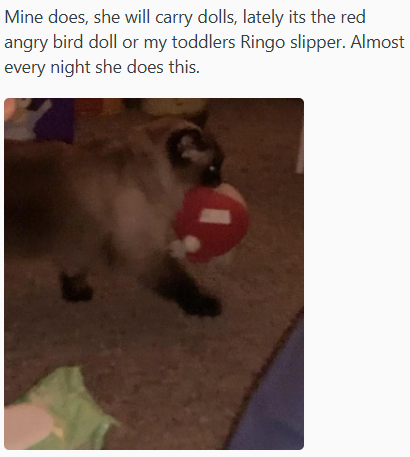 Mine does, she will carry dolls, lately its the red angry bird doll or my toddlers Ringo slipper. Almost every night she does this.