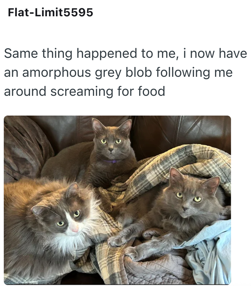 Flat-Limit5595 Same thing happened to me, i now have an amorphous grey blob following me around screaming for food