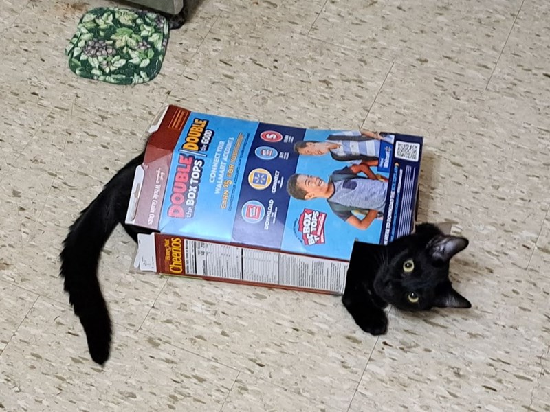 Honey Nut Cheerios the BOX TOPS DOUBLE DOUBLE the GOOD CONNECT YOUR WALMART ACCOUNTS EARN $5 FOR YOURSE CONNECT YOUR ACCOU DOWNLOAD CONNECT BOX TOPS HERE TO DOWNDIO THE ECTOPLAT